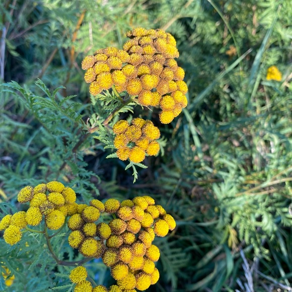 Meet your Posher, Valarey - Picture 4 of 10